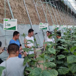 中國農業科學院蔬菜花卉研究所 推動農業技術創新的前沿力量